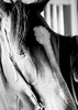 CandidArtistry > Black & White Images photo